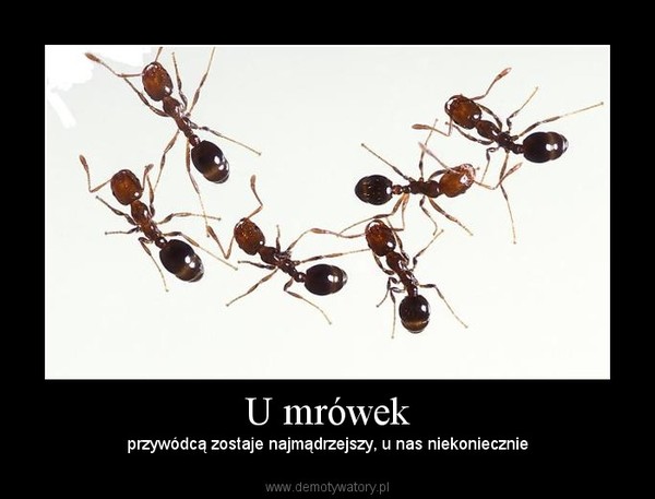 U mrówek