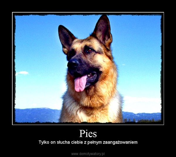Pies