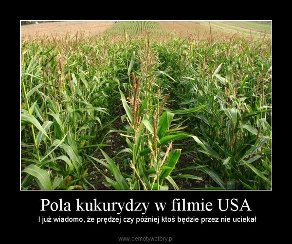 Pola kukurydzy w filmie USA
