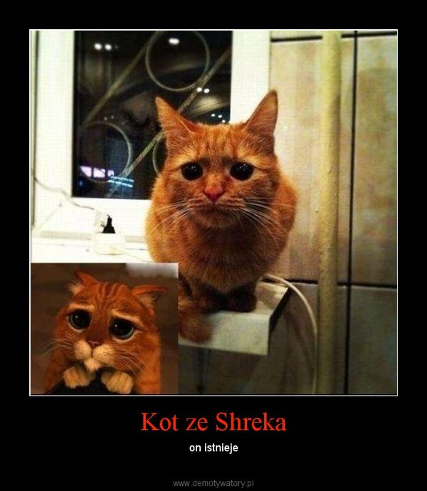 Kot ze Shreka – on istnieje 