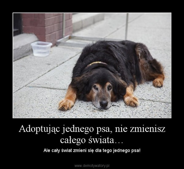 Adoptując jednego psa, nie zmienisz całego świata… – Ale cały świat zmieni się dla tego jednego psa! 