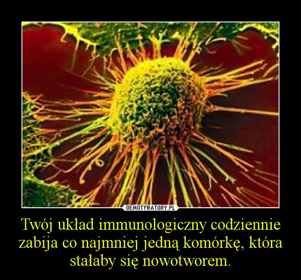 Twój układ immunologiczny codziennie zabija co najmniej jedną komórkę, która stałaby się nowotworem.