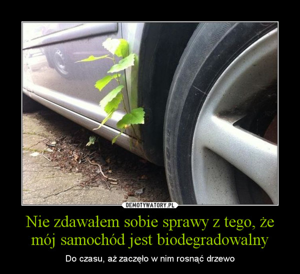 Nie zdawałem sobie sprawy z tego, że mój samochód jest biodegradowalny – Do czasu, aż zaczęło w nim rosnąć drzewo 
