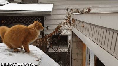 Zima – Zdecydowanie kotom nie służy  