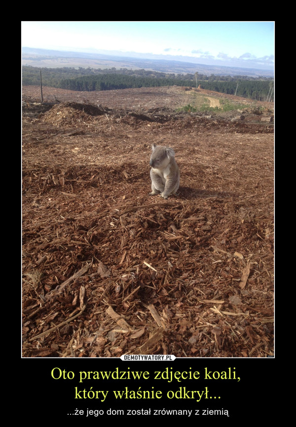 Oto prawdziwe zdjęcie koali, który właśnie odkrył... – ...że jego dom został zrównany z ziemią 