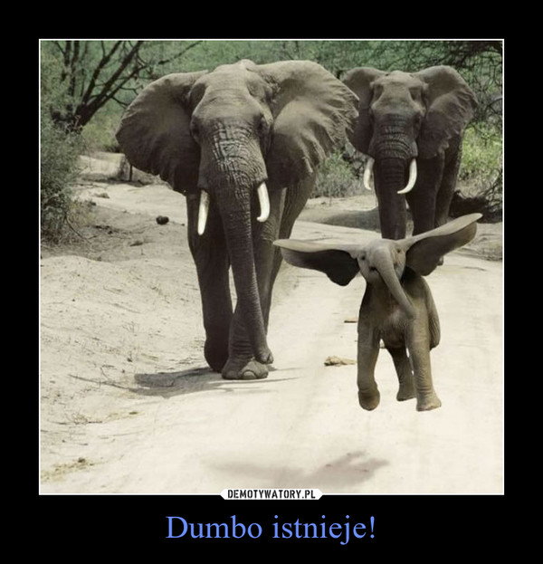 Dumbo istnieje! –  