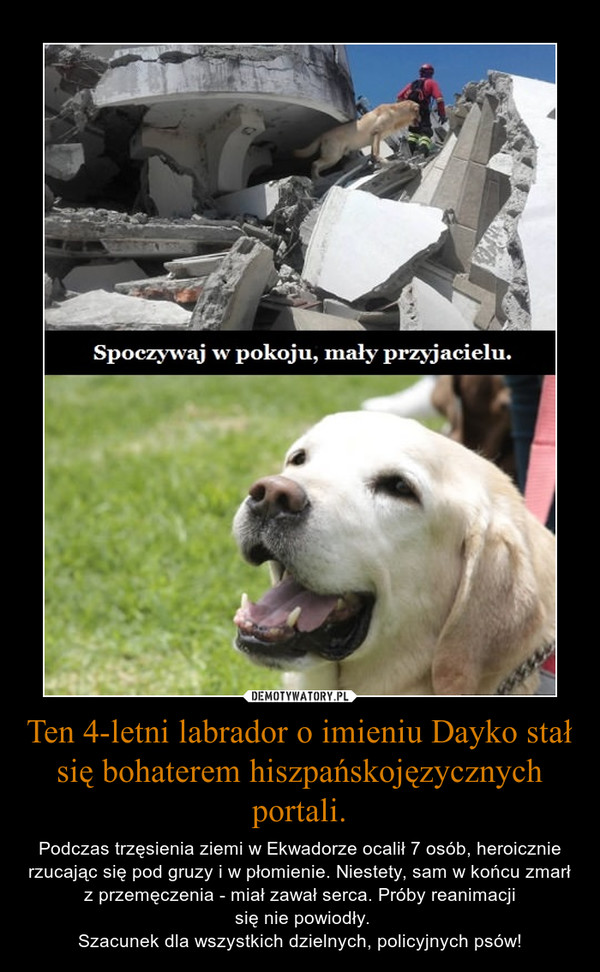 Ten 4-letni labrador o imieniu Dayko stał się bohaterem hiszpańskojęzycznych portali. – Podczas trzęsienia ziemi w Ekwadorze ocalił 7 osób, heroicznie rzucając się pod gruzy i w płomienie. Niestety, sam w końcu zmarł z przemęczenia - miał zawał serca. Próby reanimacji się nie powiodły.Szacunek dla wszystkich dzielnych, policyjnych psów! 