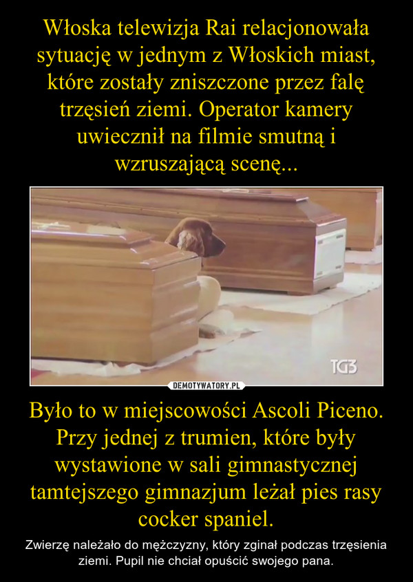 Było to w miejscowości Ascoli Piceno. Przy jednej z trumien, które były wystawione w sali gimnastycznej tamtejszego gimnazjum leżał pies rasy cocker spaniel. – Zwierzę należało do mężczyzny, który zginał podczas trzęsienia ziemi. Pupil nie chciał opuścić swojego pana. 