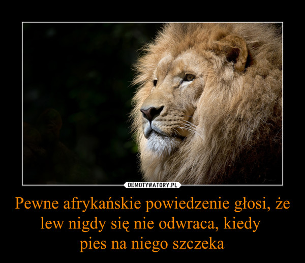 Pewne afrykańskie powiedzenie głosi, że lew nigdy się nie odwraca, kiedy pies na niego szczeka –  