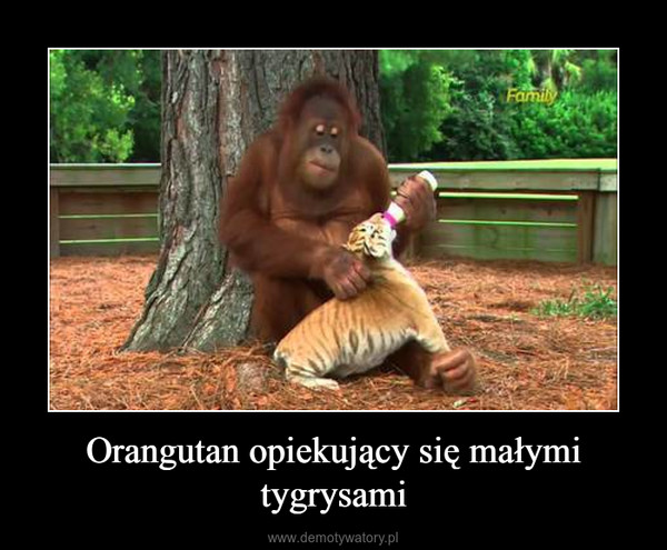 Orangutan opiekujący się małymi tygrysami –  