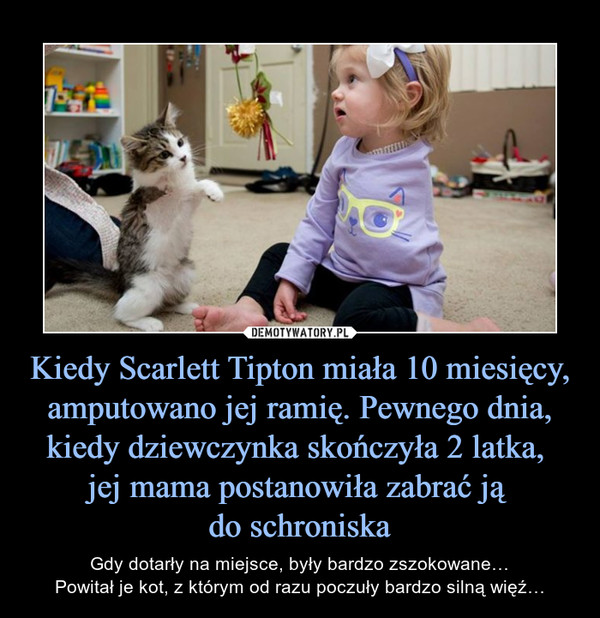Kiedy Scarlett Tipton miała 10 miesięcy, amputowano jej ramię. Pewnego dnia, kiedy dziewczynka skończyła 2 latka, jej mama postanowiła zabrać ją do schroniska – Gdy dotarły na miejsce, były bardzo zszokowane…Powitał je kot, z którym od razu poczuły bardzo silną więź… 