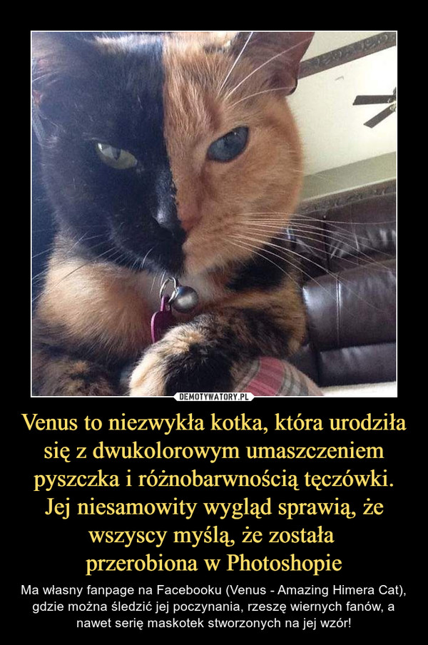 Venus to niezwykła kotka, która urodziła się z dwukolorowym umaszczeniem pyszczka i różnobarwnością tęczówki. Jej niesamowity wygląd sprawią, że wszyscy myślą, że została przerobiona w Photoshopie – Ma własny fanpage na Facebooku (Venus - Amazing Himera Cat), gdzie można śledzić jej poczynania, rzeszę wiernych fanów, a nawet serię maskotek stworzonych na jej wzór! 
