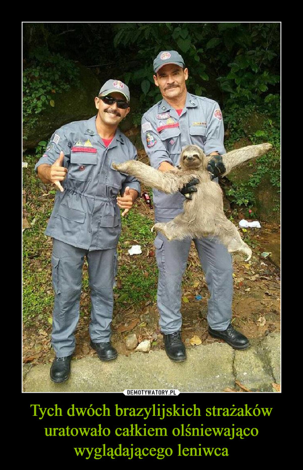 Tych dwóch brazylijskich strażaków uratowało całkiem olśniewająco wyglądającego leniwca –  