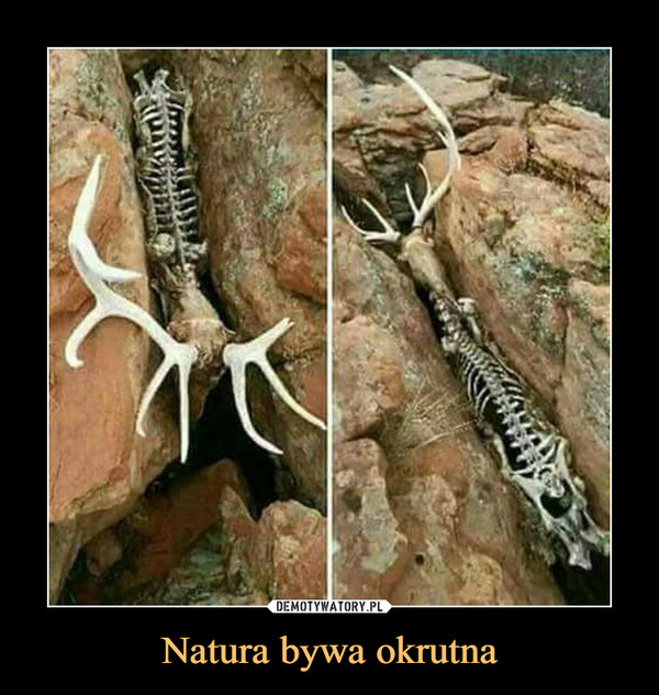 Natura bywa okrutna –  