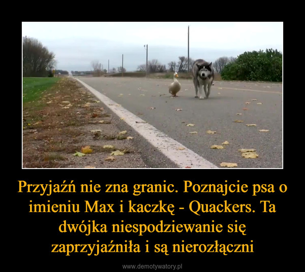 Przyjaźń nie zna granic. Poznajcie psa o imieniu Max i kaczkę - Quackers. Ta dwójka niespodziewanie się zaprzyjaźniła i są nierozłączni –  
