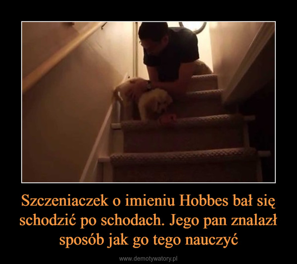 Szczeniaczek o imieniu Hobbes bał się schodzić po schodach. Jego pan znalazł sposób jak go tego nauczyć –  