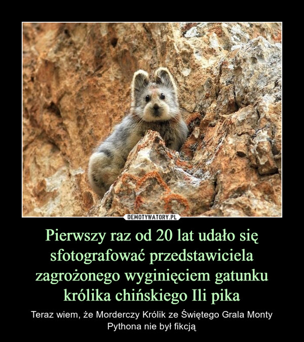 Pierwszy raz od 20 lat udało się sfotografować przedstawiciela zagrożonego wyginięciem gatunku królika chińskiego Ili pika – Teraz wiem, że Morderczy Królik ze Świętego Grala Monty Pythona nie był fikcją 