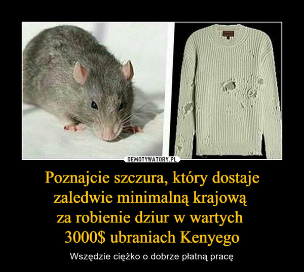 Poznajcie szczura, który dostaje zaledwie minimalną krajową za robienie dziur w wartych 3000$ ubraniach Kenyego – Wszędzie ciężko o dobrze płatną pracę 