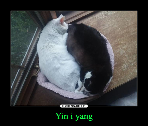 Yin i yang –  
