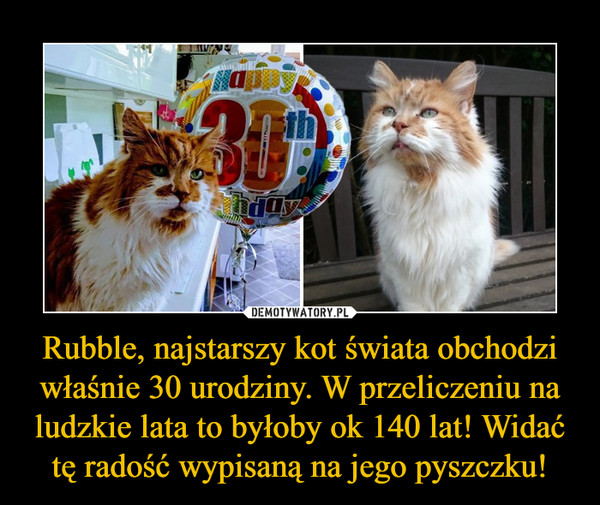 Rubble, najstarszy kot świata obchodzi właśnie 30 urodziny. W przeliczeniu na ludzkie lata to byłoby ok 140 lat! Widać tę radość wypisaną na jego pyszczku!