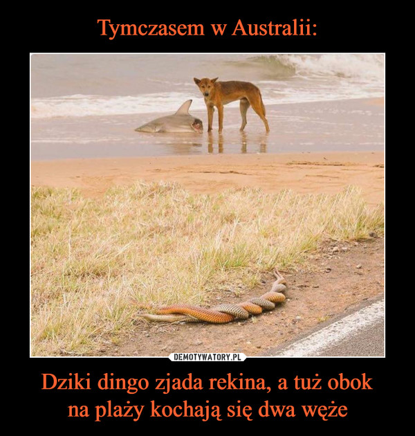 Dziki dingo zjada rekina, a tuż obokna plaży kochają się dwa węże –  