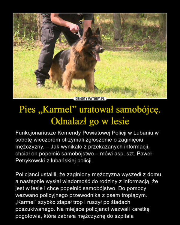 Pies „Karmel” uratował samobójcę. Odnalazł go w lesie