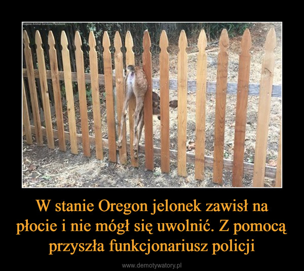 W stanie Oregon jelonek zawisł na płocie i nie mógł się uwolnić. Z pomocą przyszła funkcjonariusz policji –  