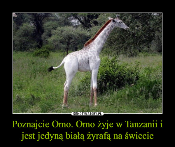 Poznajcie Omo. Omo żyje w Tanzanii i jest jedyną białą żyrafą na świecie