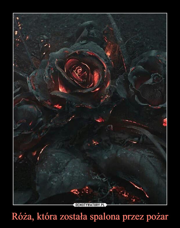 Róża, która została spalona przez pożar