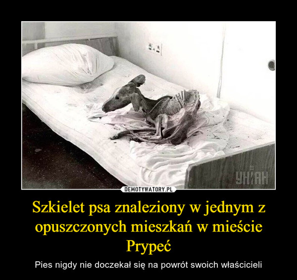 Szkielet psa znaleziony w jednym z opuszczonych mieszkań w mieście Prypeć