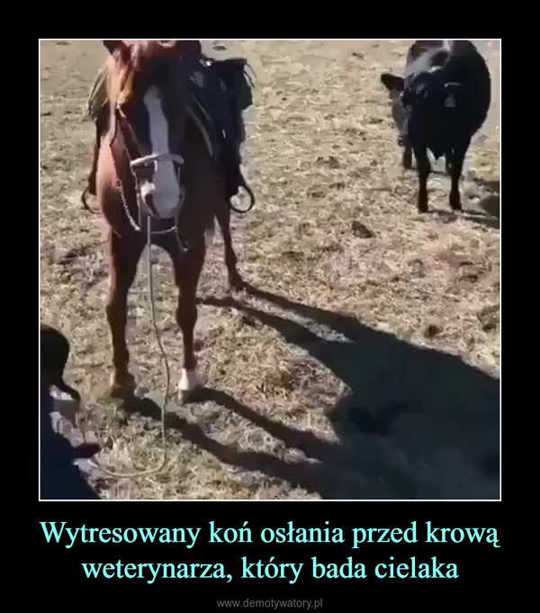 Wytresowany koń osłania przed krową weterynarza, który bada cielaka –  