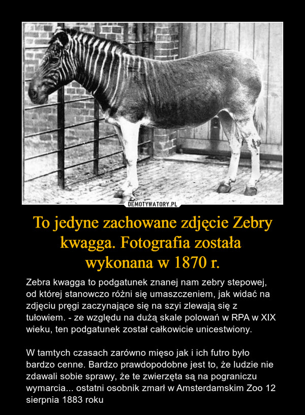 To jedyne zachowane zdjęcie Zebry kwagga. Fotografia została wykonana w 1870 r. – Zebra kwagga to podgatunek znanej nam zebry stepowej, od której stanowczo różni się umaszczeniem, jak widać na zdjęciu pręgi zaczynające się na szyi zlewają się z tułowiem. - ze względu na dużą skale polowań w RPA w XIX wieku, ten podgatunek został całkowicie unicestwiony. W tamtych czasach zarówno mięso jak i ich futro było bardzo cenne. Bardzo prawdopodobne jest to, że ludzie nie zdawali sobie sprawy, że te zwierzęta są na pograniczu wymarcia... ostatni osobnik zmarł w Amsterdamskim Zoo 12 sierpnia 1883 roku 