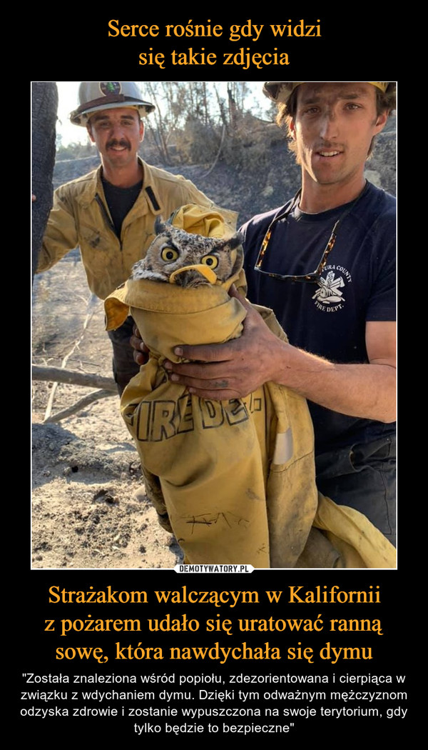 Strażakom walczącym w Kaliforniiz pożarem udało się uratować rannąsowę, która nawdychała się dymu – "Została znaleziona wśród popiołu, zdezorientowana i cierpiąca w związku z wdychaniem dymu. Dzięki tym odważnym mężczyznom odzyska zdrowie i zostanie wypuszczona na swoje terytorium, gdy tylko będzie to bezpieczne" 