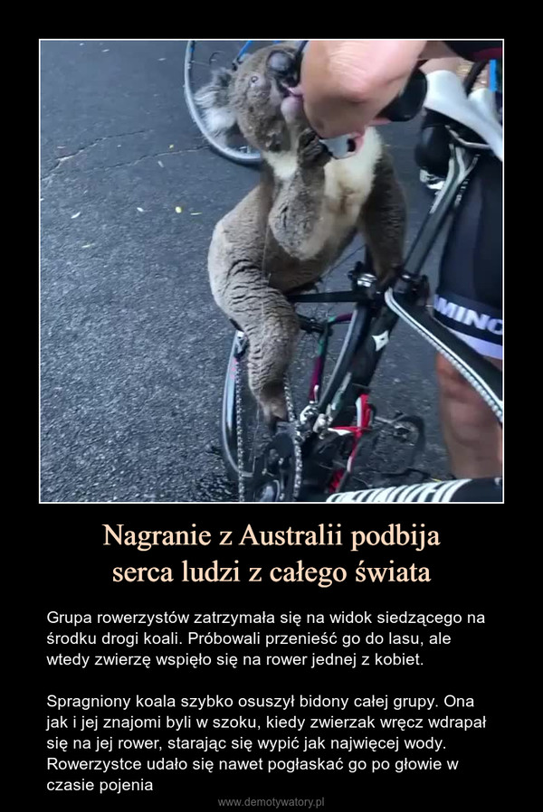 Nagranie z Australii podbijaserca ludzi z całego świata – Grupa rowerzystów zatrzymała się na widok siedzącego na środku drogi koali. Próbowali przenieść go do lasu, ale wtedy zwierzę wspięło się na rower jednej z kobiet.Spragniony koala szybko osuszył bidony całej grupy. Ona jak i jej znajomi byli w szoku, kiedy zwierzak wręcz wdrapał się na jej rower, starając się wypić jak najwięcej wody. Rowerzystce udało się nawet pogłaskać go po głowie w czasie pojenia 