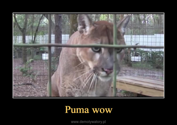 Puma wow –  
