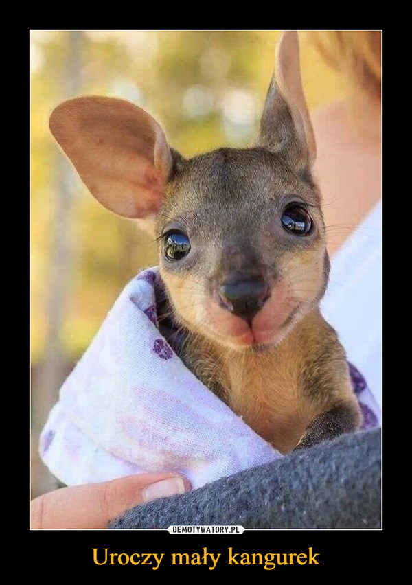 Uroczy mały kangurek –  