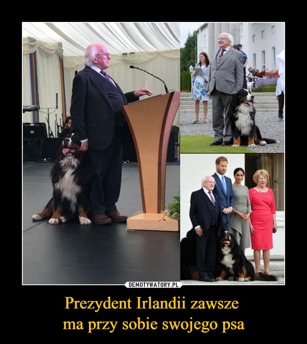 Prezydent Irlandii zawsze ma przy sobie swojego psa –  