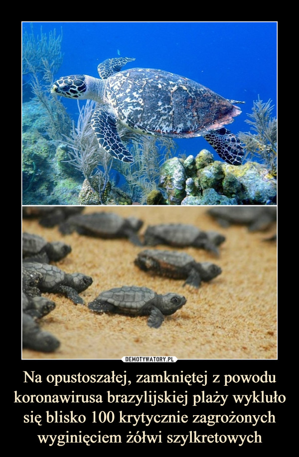 Na opustoszałej, zamkniętej z powodu koronawirusa brazylijskiej plaży wykluło się blisko 100 krytycznie zagrożonych wyginięciem żółwi szylkretowych