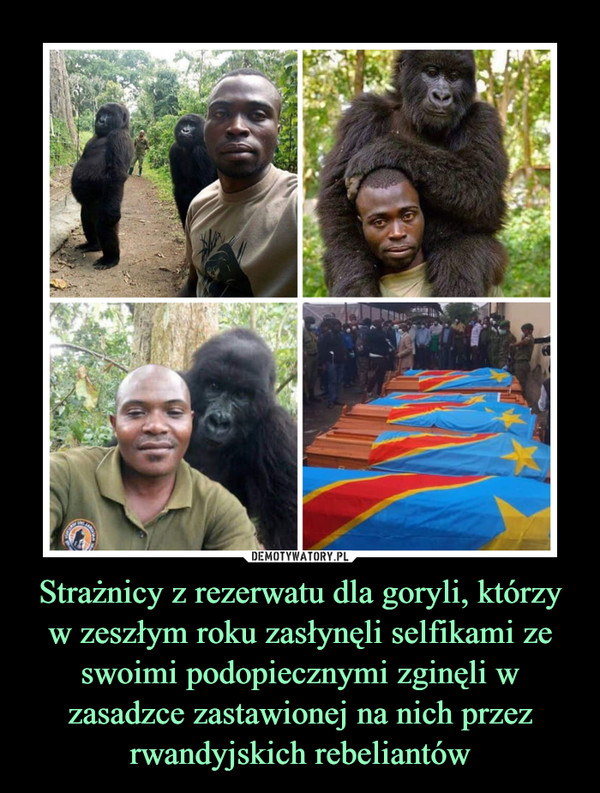 Strażnicy z rezerwatu dla goryli, którzy w zeszłym roku zasłynęli selfikami ze swoimi podopiecznymi zginęli w zasadzce zastawionej na nich przez rwandyjskich rebeliantów