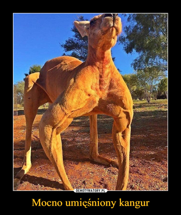 Mocno umięśniony kangur –  
