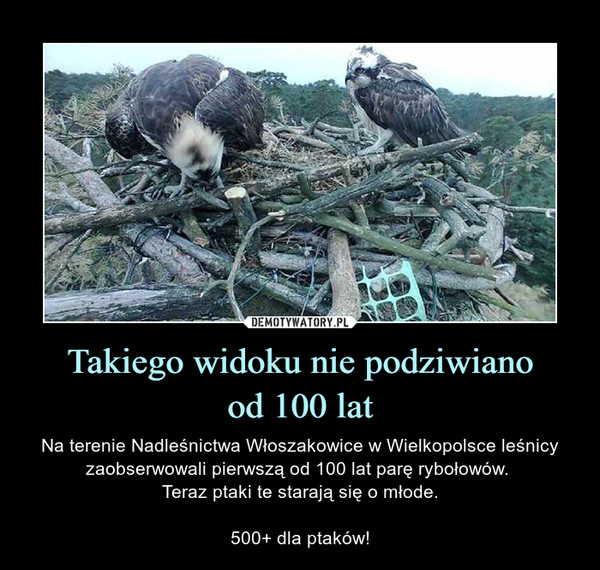 Takiego widoku nie podziwianood 100 lat – Na terenie Nadleśnictwa Włoszakowice w Wielkopolsce leśnicy zaobserwowali pierwszą od 100 lat parę rybołowów. Teraz ptaki te starają się o młode.500+ dla ptaków! 