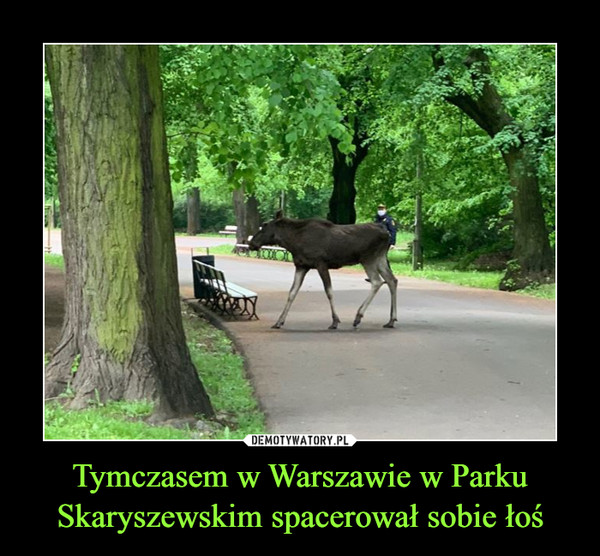 Tymczasem w Warszawie w Parku Skaryszewskim spacerował sobie łoś