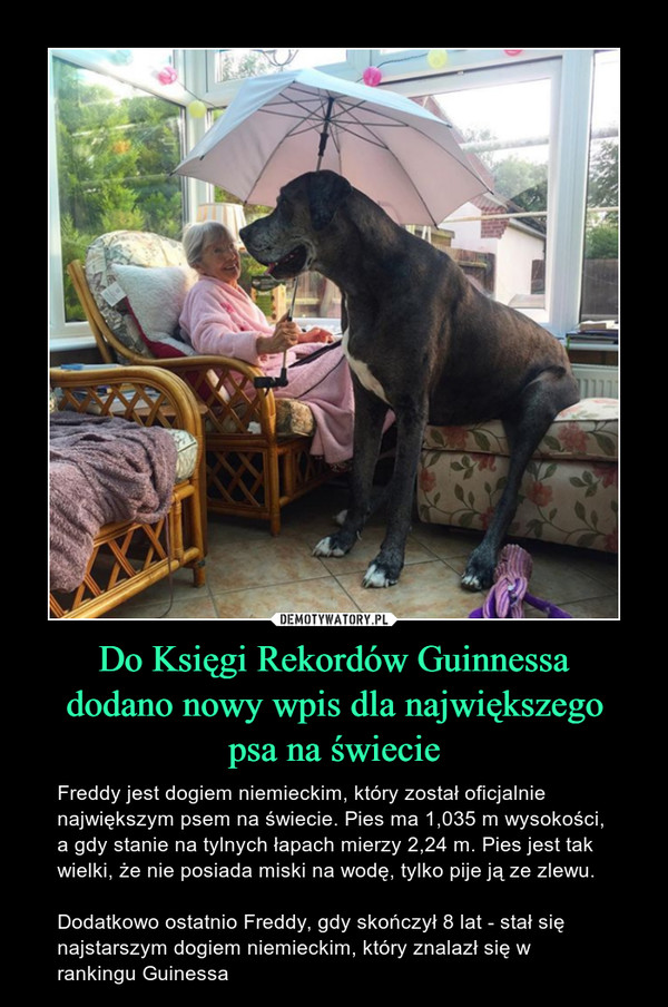 Do Księgi Rekordów Guinnessadodano nowy wpis dla największegopsa na świecie – Freddy jest dogiem niemieckim, który został oficjalnie największym psem na świecie. Pies ma 1,035 m wysokości, a gdy stanie na tylnych łapach mierzy 2,24 m. Pies jest tak wielki, że nie posiada miski na wodę, tylko pije ją ze zlewu. Dodatkowo ostatnio Freddy, gdy skończył 8 lat - stał się najstarszym dogiem niemieckim, który znalazł się w rankingu Guinessa 