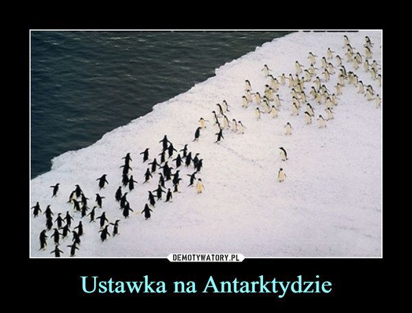 Ustawka na Antarktydzie