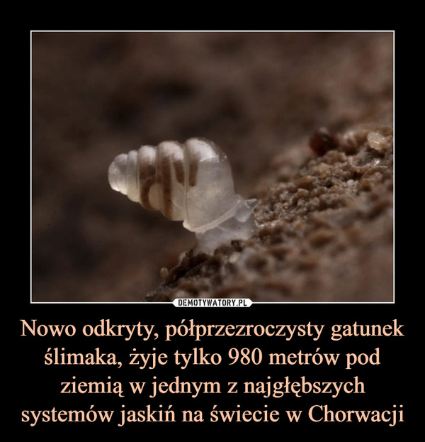 Nowo odkryty, półprzezroczysty gatunek ślimaka, żyje tylko 980 metrów pod ziemią w jednym z najgłębszych systemów jaskiń na świecie w Chorwacji