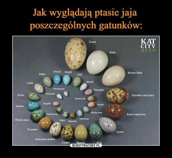 Jak wyglądają ptasie jaja 
poszczególnych gatunków: