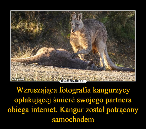 Wzruszająca fotografia kangurzycy opłakującej śmierć swojego partnera obiega internet. Kangur został potrącony samochodem
