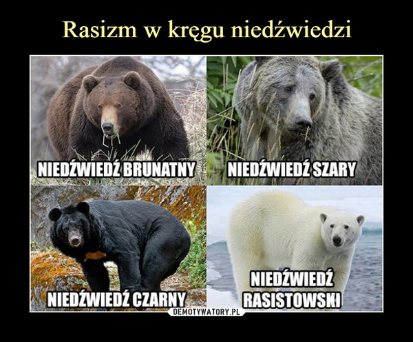 Rasizm w kręgu niedźwiedzi