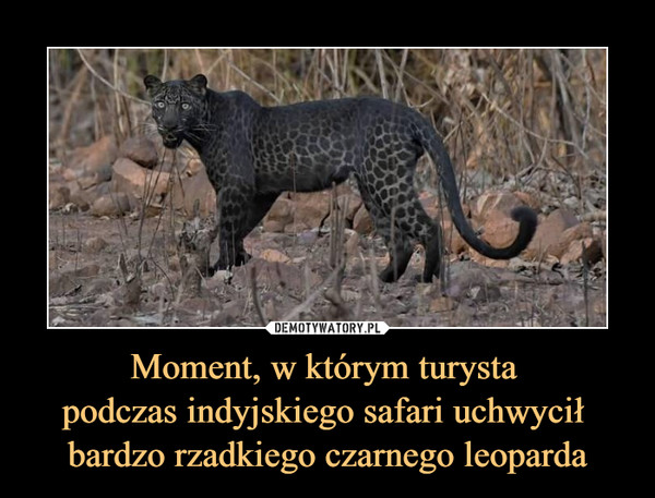 Moment, w którym turysta podczas indyjskiego safari uchwycił bardzo rzadkiego czarnego leoparda –  
