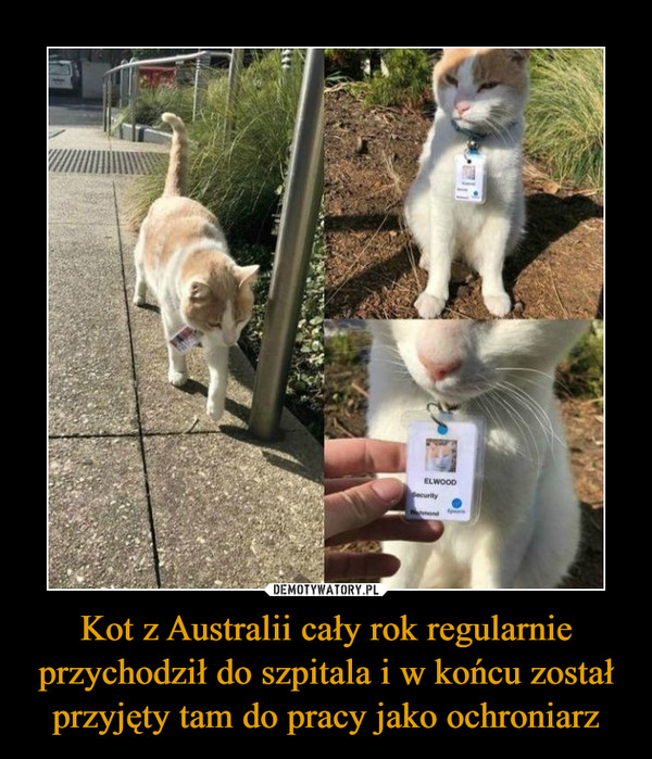 Kot z Australii cały rok regularnie przychodził do szpitala i w końcu został przyjęty tam do pracy jako ochroniarz –  